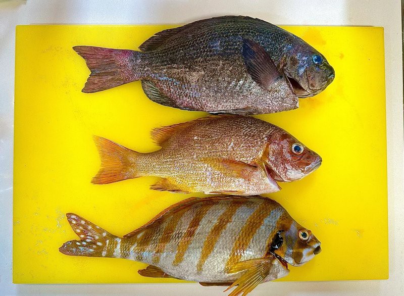 三刀魚有幾種圖片【\