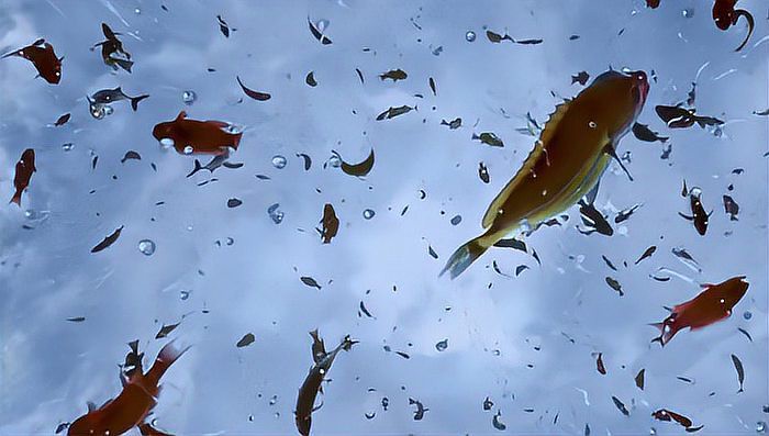 世界上真的有魚雨嗎【《世界上真的有魚雨嗎》 世界上真的有魚雨嗎【《世界上真的有魚雨嗎》\