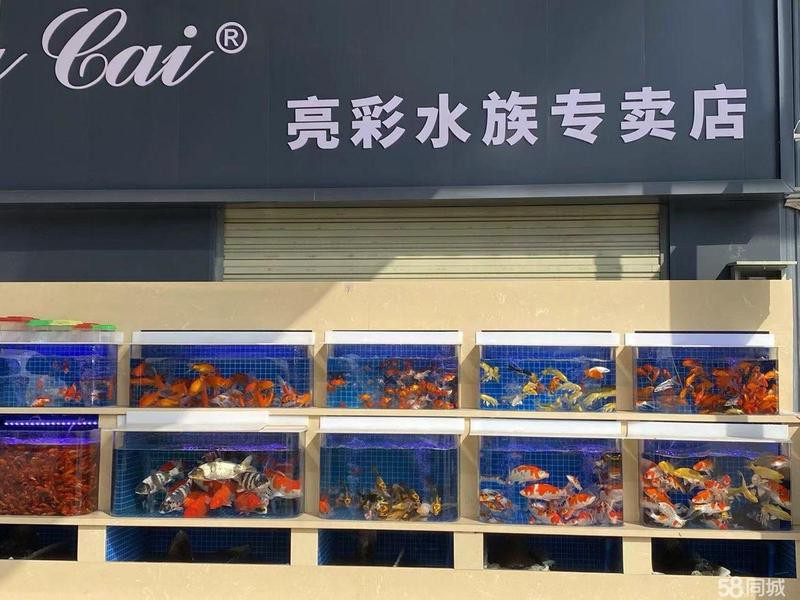 二手龍魚轉(zhuǎn)讓平臺最新消息查詢【二手龍魚交易市場活躍度較高】