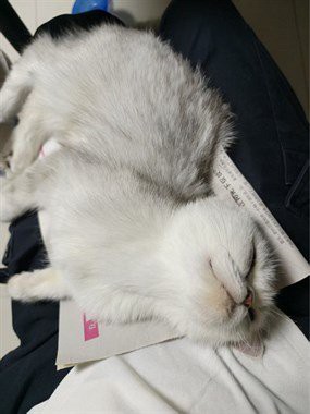 二手龍魚轉(zhuǎn)讓平臺最新消息查詢【二手龍魚交易市場活躍度較高】