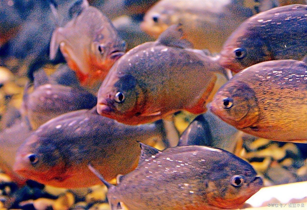 魔鬼魚吃人的照片【“魔鬼魚吃同事”事件實為誤傳，海洋館回應稱是誤食】 魔鬼魚吃人的照片【“魔鬼魚吃同事”事件實為誤傳，海洋館回應稱是誤食】 龍魚百科 第31張