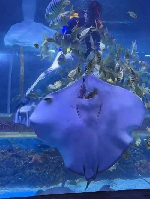 魔鬼魚吃人的照片【“魔鬼魚吃同事”事件實為誤傳，海洋館回應稱是誤食】 魔鬼魚吃人的照片【“魔鬼魚吃同事”事件實為誤傳，海洋館回應稱是誤食】 龍魚百科 第11張