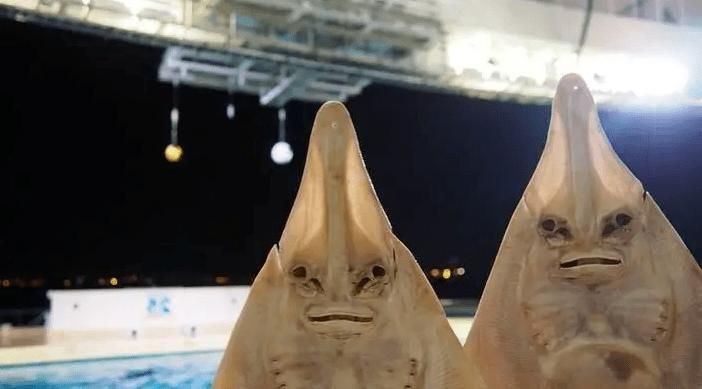 魔鬼魚吃人的照片【“魔鬼魚吃同事”事件實為誤傳，海洋館回應稱是誤食】 魔鬼魚吃人的照片【“魔鬼魚吃同事”事件實為誤傳，海洋館回應稱是誤食】 龍魚百科 第22張