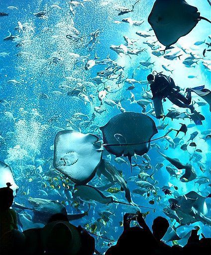 魔鬼魚吃人的照片【“魔鬼魚吃同事”事件實為誤傳，海洋館回應稱是誤食】 魔鬼魚吃人的照片【“魔鬼魚吃同事”事件實為誤傳，海洋館回應稱是誤食】 龍魚百科 第26張