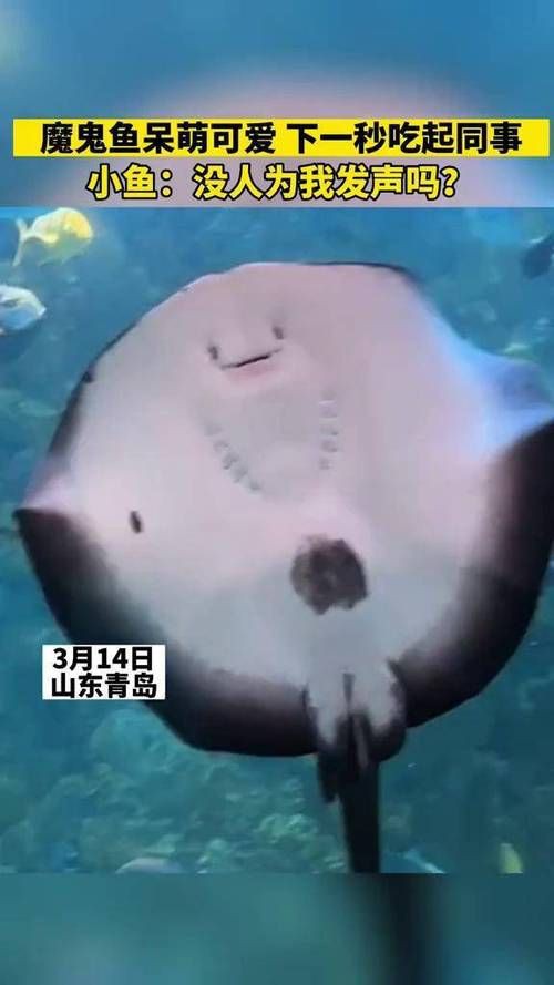 魔鬼魚吃人的照片【“魔鬼魚吃同事”事件實為誤傳，海洋館回應稱是誤食】 魔鬼魚吃人的照片【“魔鬼魚吃同事”事件實為誤傳，海洋館回應稱是誤食】 龍魚百科 第5張