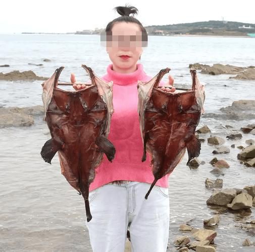 魔鬼魚吃人的照片【“魔鬼魚吃同事”事件實為誤傳，海洋館回應稱是誤食】 魔鬼魚吃人的照片【“魔鬼魚吃同事”事件實為誤傳，海洋館回應稱是誤食】 龍魚百科 第12張