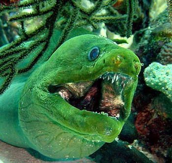 魔鬼魚吃人的照片【“魔鬼魚吃同事”事件實為誤傳，海洋館回應稱是誤食】 魔鬼魚吃人的照片【“魔鬼魚吃同事”事件實為誤傳，海洋館回應稱是誤食】 龍魚百科 第15張
