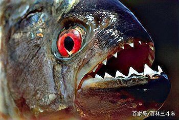 魔鬼魚吃人的照片【“魔鬼魚吃同事”事件實為誤傳，海洋館回應稱是誤食】 魔鬼魚吃人的照片【“魔鬼魚吃同事”事件實為誤傳，海洋館回應稱是誤食】 龍魚百科 第30張