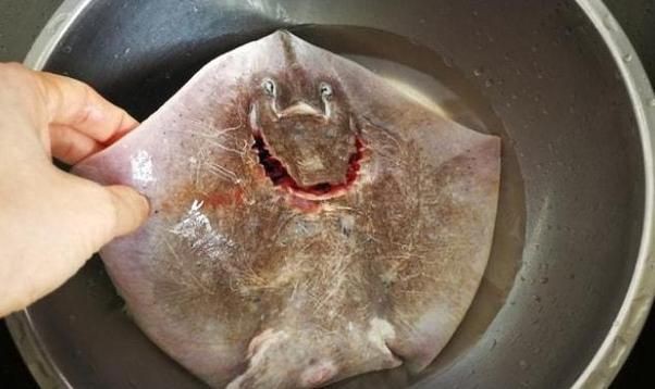 魔鬼魚吃人的照片【“魔鬼魚吃同事”事件實為誤傳，海洋館回應稱是誤食】 魔鬼魚吃人的照片【“魔鬼魚吃同事”事件實為誤傳，海洋館回應稱是誤食】 龍魚百科 第4張