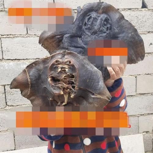 魔鬼魚吃人的照片【“魔鬼魚吃同事”事件實為誤傳，海洋館回應稱是誤食】 魔鬼魚吃人的照片【“魔鬼魚吃同事”事件實為誤傳，海洋館回應稱是誤食】 龍魚百科 第10張