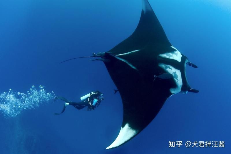魔鬼魚吃人的照片【“魔鬼魚吃同事”事件實為誤傳，海洋館回應稱是誤食】 魔鬼魚吃人的照片【“魔鬼魚吃同事”事件實為誤傳，海洋館回應稱是誤食】 龍魚百科 第27張