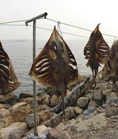 魔鬼魚吃人的照片【“魔鬼魚吃同事”事件實為誤傳，海洋館回應稱是誤食】 魔鬼魚吃人的照片【“魔鬼魚吃同事”事件實為誤傳，海洋館回應稱是誤食】 龍魚百科 第17張