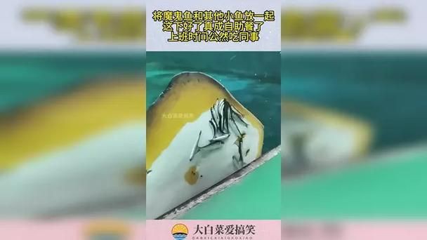 魔鬼魚吃人的照片【“魔鬼魚吃同事”事件實為誤傳，海洋館回應稱是誤食】 魔鬼魚吃人的照片【“魔鬼魚吃同事”事件實為誤傳，海洋館回應稱是誤食】 龍魚百科 第21張