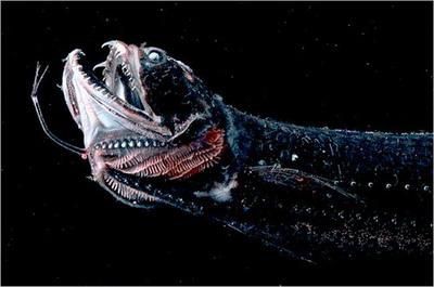 魔鬼魚吃人的照片【“魔鬼魚吃同事”事件實為誤傳，海洋館回應稱是誤食】 魔鬼魚吃人的照片【“魔鬼魚吃同事”事件實為誤傳，海洋館回應稱是誤食】 龍魚百科 第6張