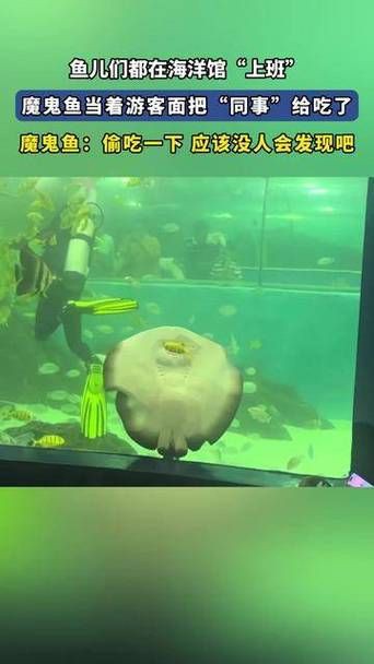 魔鬼魚吃人的照片【“魔鬼魚吃同事”事件實為誤傳，海洋館回應稱是誤食】 魔鬼魚吃人的照片【“魔鬼魚吃同事”事件實為誤傳，海洋館回應稱是誤食】 龍魚百科 第16張