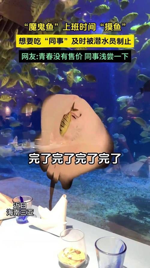 魔鬼魚吃人的照片【“魔鬼魚吃同事”事件實為誤傳，海洋館回應稱是誤食】 魔鬼魚吃人的照片【“魔鬼魚吃同事”事件實為誤傳，海洋館回應稱是誤食】 龍魚百科 第8張