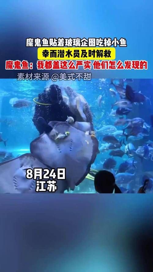 魔鬼魚吃人的照片【“魔鬼魚吃同事”事件實為誤傳，海洋館回應稱是誤食】