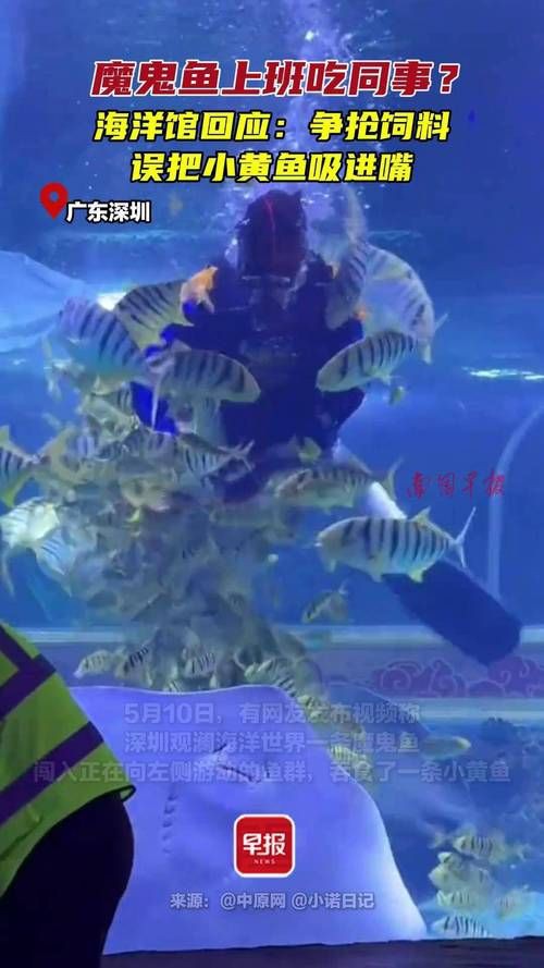 魔鬼魚吃人的照片【“魔鬼魚吃同事”事件實為誤傳，海洋館回應稱是誤食】 魔鬼魚吃人的照片【“魔鬼魚吃同事”事件實為誤傳，海洋館回應稱是誤食】 龍魚百科 第23張
