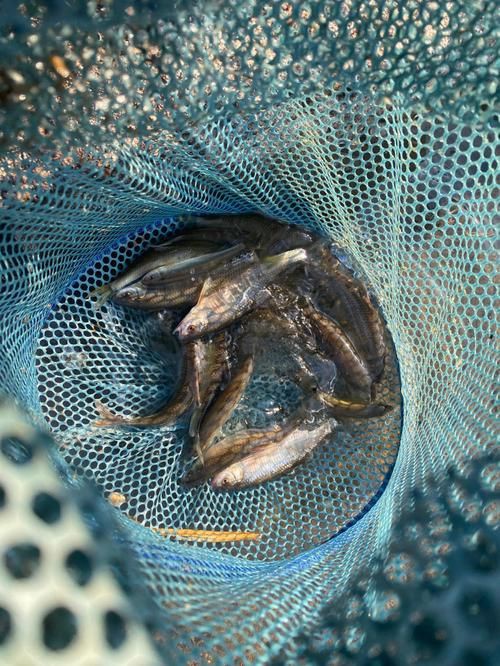 鱲魚圖片【養魚老道，成都[需手動填充]，異[需手動填充]，中國原生觀賞魚鱲,知多少可為漁業】