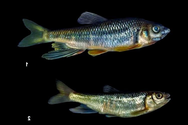 鱲魚圖片【養(yǎng)魚老道，成都[需手動填充]，異[需手動填充]，中國原生觀賞魚鱲,知多少可為漁業(yè)】