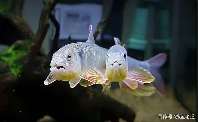 鱲魚圖片【養魚老道，成都[需手動填充]，異[需手動填充]，中國原生觀賞魚鱲,知多少可為漁業】
