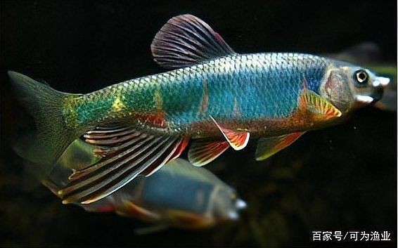 鱲魚圖片【養魚老道，成都[需手動填充]，異[需手動填充]，中國原生觀賞魚鱲,知多少可為漁業】