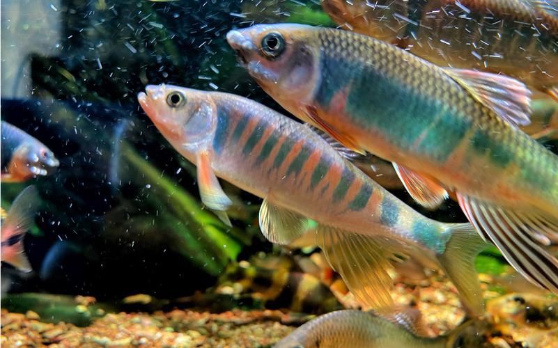 鱲魚圖片【養魚老道，成都[需手動填充]，異[需手動填充]，中國原生觀賞魚鱲,知多少可為漁業】