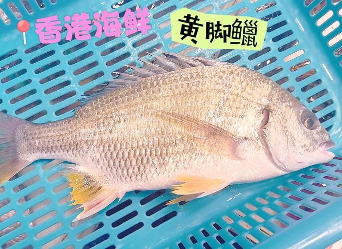 鱲魚圖片【養(yǎng)魚老道，成都[需手動填充]，異[需手動填充]，中國原生觀賞魚鱲,知多少可為漁業(yè)】