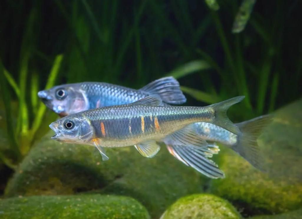 鱲魚圖片【養魚老道，成都[需手動填充]，異[需手動填充]，中國原生觀賞魚鱲,知多少可為漁業】