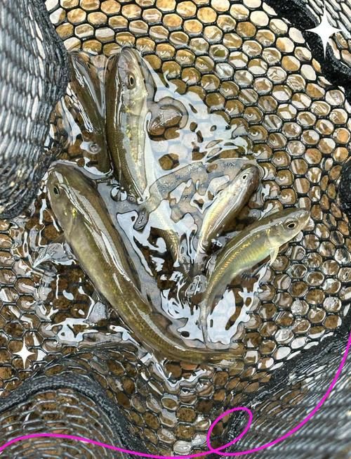 鱲魚圖片【養魚老道，成都[需手動填充]，異[需手動填充]，中國原生觀賞魚鱲,知多少可為漁業】