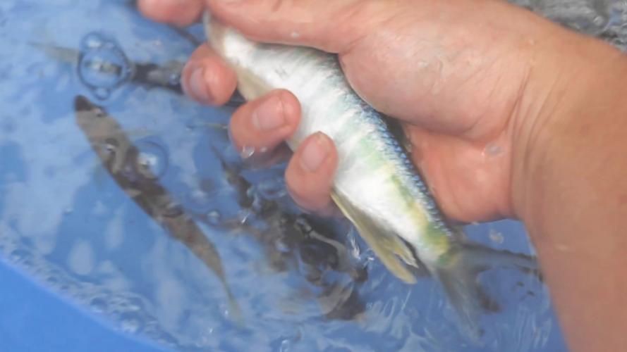 鱲魚圖片【養魚老道，成都[需手動填充]，異[需手動填充]，中國原生觀賞魚鱲,知多少可為漁業】
