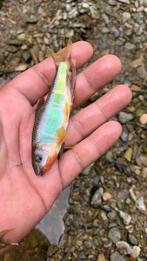 鱲魚圖片【養(yǎng)魚老道，成都[需手動填充]，異[需手動填充]，中國原生觀賞魚鱲,知多少可為漁業(yè)】