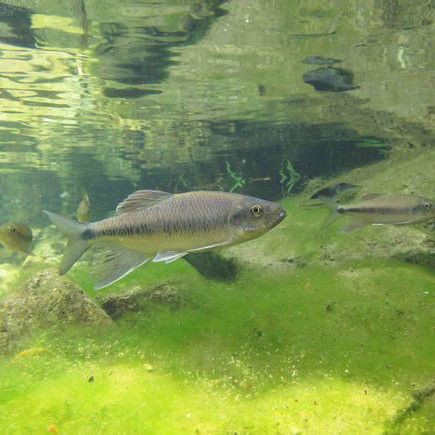 鱲魚圖片【養魚老道，成都[需手動填充]，異[需手動填充]，中國原生觀賞魚鱲,知多少可為漁業】