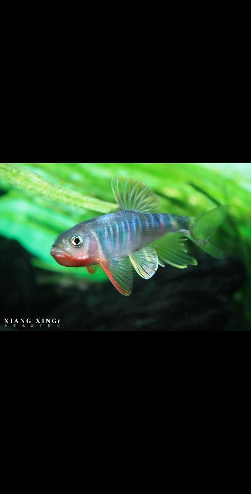 鱲魚圖片【養魚老道，成都[需手動填充]，異[需手動填充]，中國原生觀賞魚鱲,知多少可為漁業】