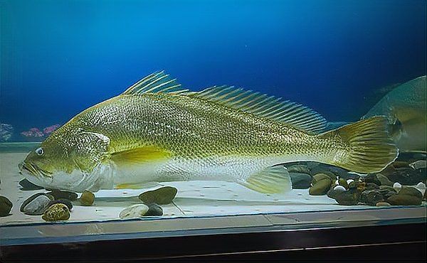 鮸魚為何被國家禁止【國家對鮸魚采取禁捕措施】