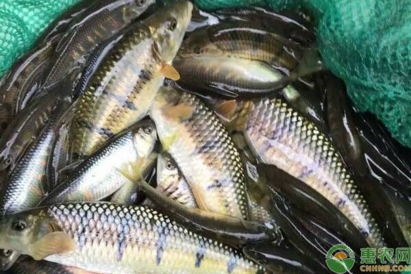 石斑魚多少元一斤【石斑魚價格受地域、品種及規格影響差異顯著，養殖戶欣喜若狂】