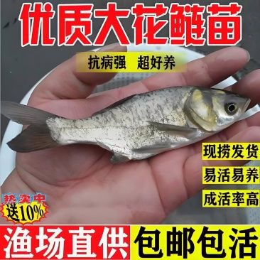 雷龍魚品種大全【2025年8月鰱魚苗批發價格行情】
