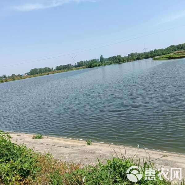 雷龍魚品種大全【2025年8月鰱魚苗批發價格行情】