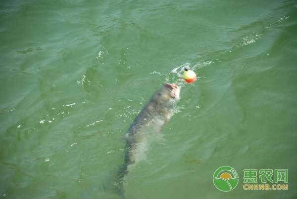 雷龍魚品種大全【2025年8月鰱魚苗批發價格行情】