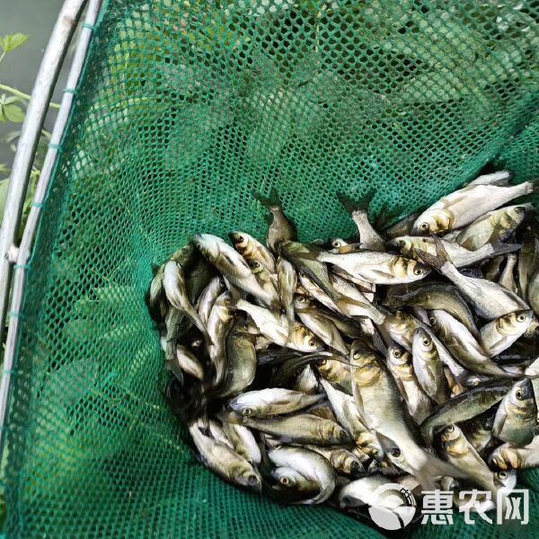 雷龍魚品種大全【2025年8月鰱魚苗批發價格行情】