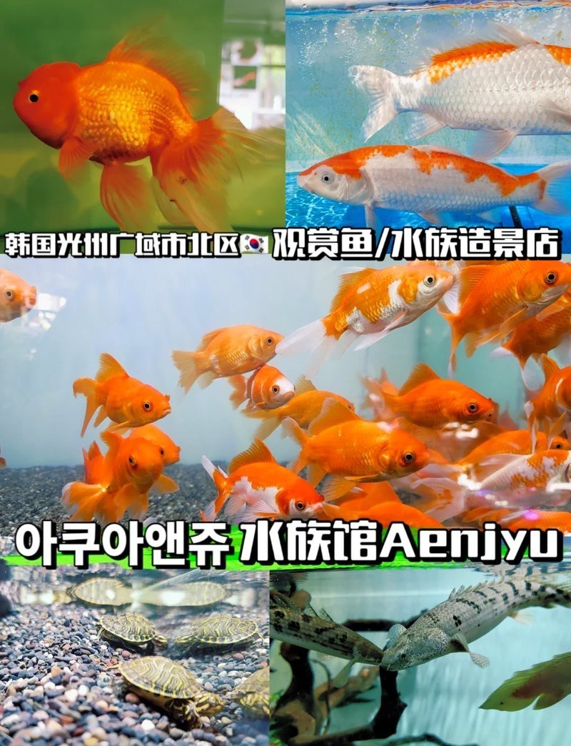比如水族店【上海海洋水族館攜程旅行網,藏著老板的夢想時光眼眸先生盼安康】