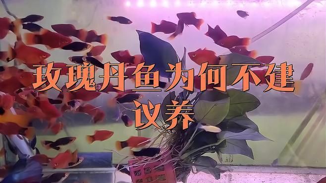 玫瑰丹魚為什么不建議養【《玫瑰丹魚為什么不建議養》】 玫瑰丹魚為什么不建議養【《玫瑰丹魚為什么不建議養》】 龍魚百科 第1張
