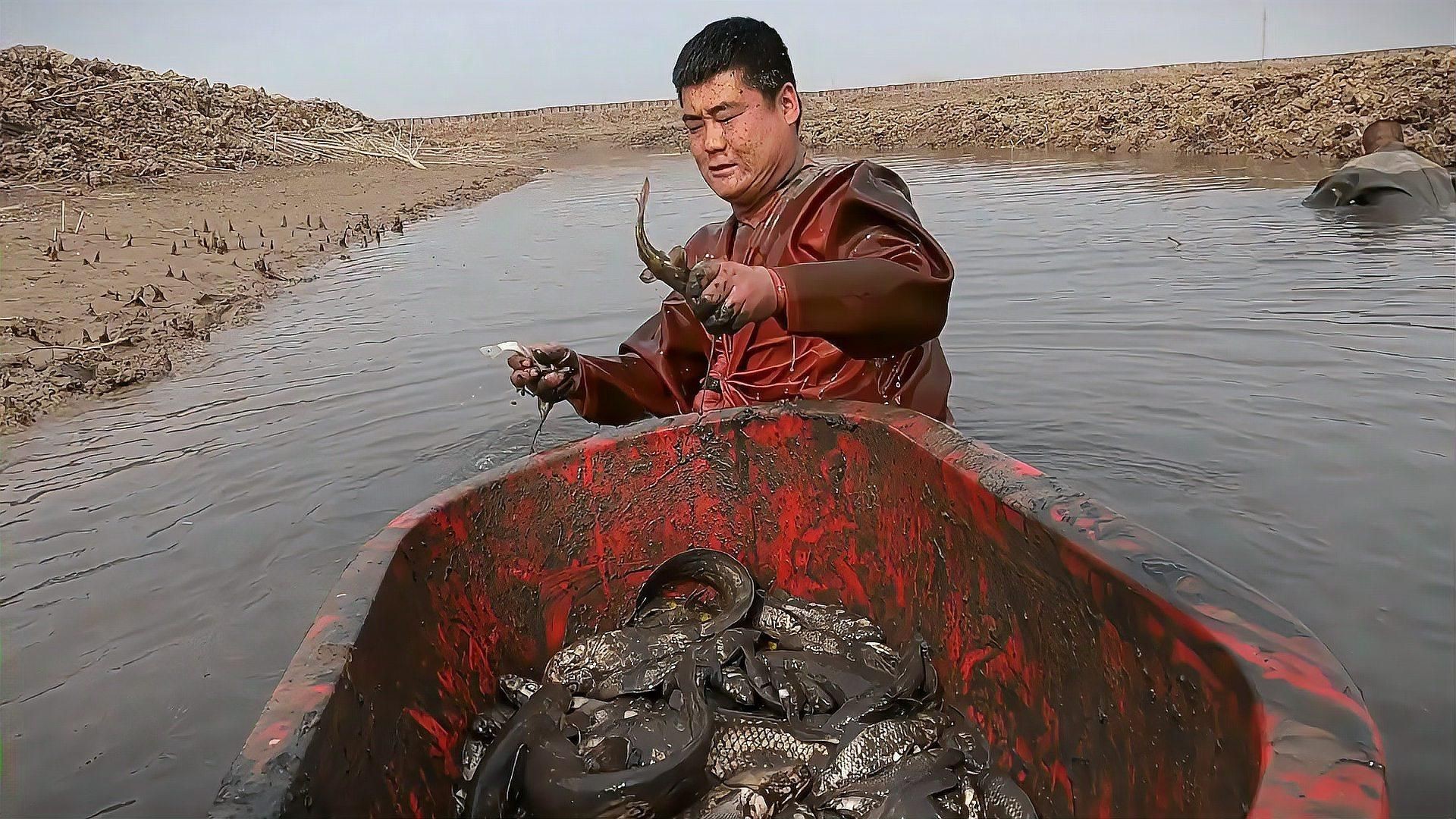 鯉魚好還是鯽魚好【《鯉魚好還是鯽魚好》在探討鯉魚與鯽魚孰優(yōu)孰劣時】 鯉魚好還是鯽魚好【《鯉魚好還是鯽魚好》在探討鯉魚與鯽魚孰優(yōu)孰劣時】 龍魚百科 第1張