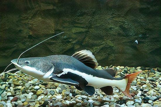 招財(cái)貓魚混養(yǎng)需要多大的魚缸？【招財(cái)貓混養(yǎng)需要多大的魚缸】 招財(cái)貓魚混養(yǎng)需要多大的魚缸？【招財(cái)貓混養(yǎng)需要多大的魚缸】 龍魚百科 第2張