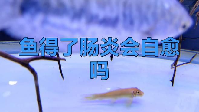 魚得了腸炎會自愈嗎【農技專家魚兒細菌性腸炎的四大原因及應對方法及應對方法】