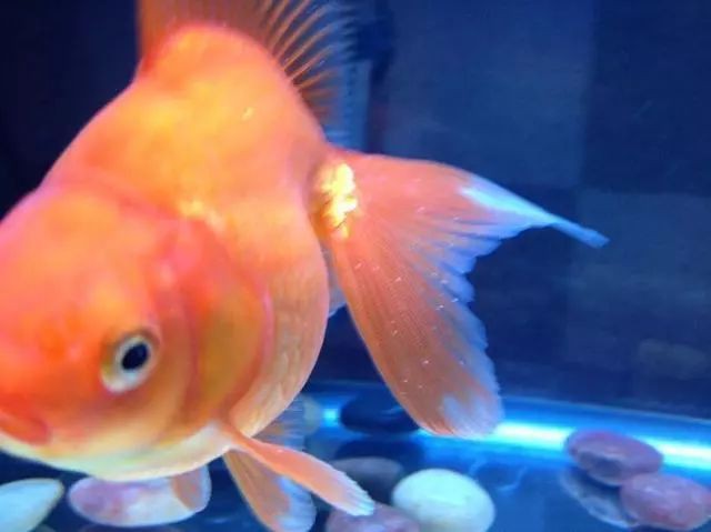 白點病魚怎么治療【《白點病魚怎么治療》】
