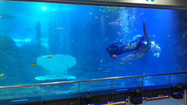 市南水族店【青島市南區(qū)擁有多家特色水族店涵蓋觀賞魚銷售、寵物飼養(yǎng)及用品服務(wù)等業(yè)態(tài)】 全國水族館企業(yè)名錄 第4張 市南水族店【青島市南區(qū)擁有多家特色水族店涵蓋觀賞魚銷售、寵物飼養(yǎng)及用品服務(wù)等業(yè)態(tài)】 市南水族店【青島市南區(qū)擁有多家特色水族店涵蓋觀賞魚銷售、寵物飼養(yǎng)及用品服務(wù)等業(yè)態(tài)】 全國水族館企業(yè)名錄 第4張