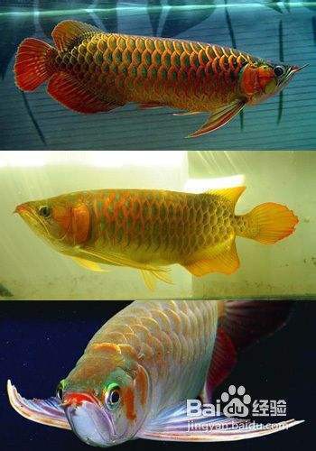 35公分紅龍發色順序圖【35公分紅龍發色順序圖詳細展示了紅龍魚在不同生長階段的體色變化規律】