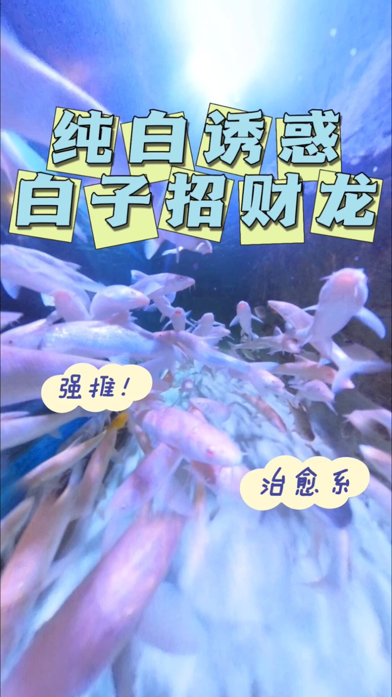 白子招財龍攻擊性強嗎【夢幻西游“白子招財龍”攻擊性公開核心功能與形象設計均以招財納福為主】 白子招財龍攻擊性強嗎【夢幻西游“白子招財龍”攻擊性公開核心功能與形象設計均以招財納福為主】 龍魚論壇 第1張