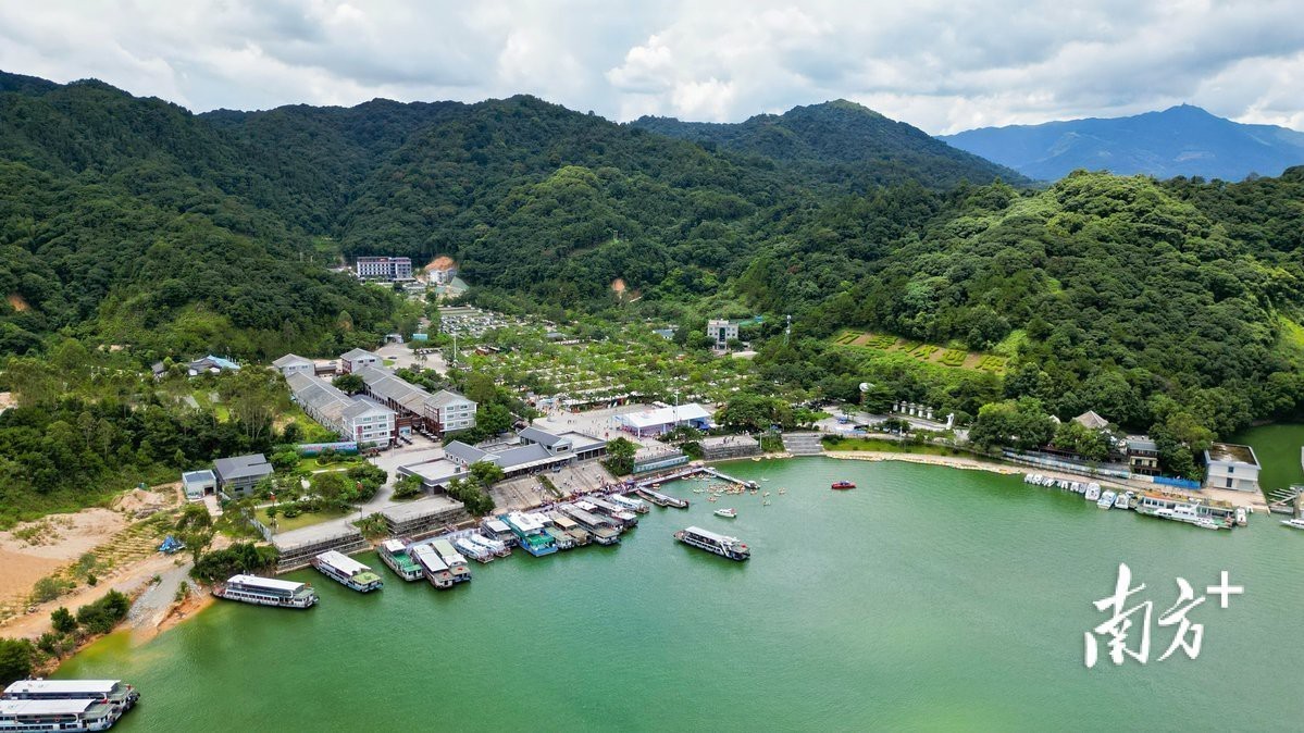 右江龍魚店【南方plus有沒有右江地區(qū)的龍魚店】